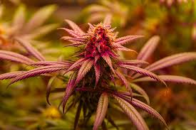 Cannabis Seeds Georgia Your Complete Guide to Cultivation
