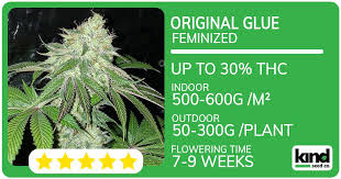 Cannabis Seeds Georgia Your Complete Guide to Cultivation